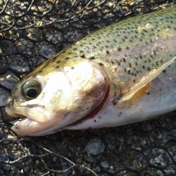 今年最後の釣り